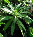 : - Lobelia hypoleuca