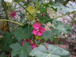 : - Malva assurgentiflora