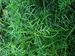 : - Melanthera tenuifolia