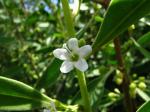 : - Myoporum sandwicense