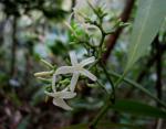 : - Ochrosia compta