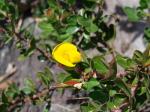 :-Zornia flemmingioides