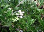 : - Osteomeles anthyllidifolia