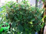 : - Peperomia blanda