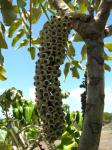 : - Polyscias paniculata