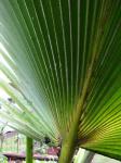 : - Pritchardia glabrata
