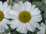 : - Rhodanthemum hosmariense