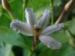 : - Scaevola gaudichaudiana