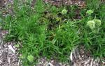 : - Schiedea globosa
