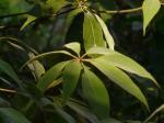 : - Actinodaphne hookeri