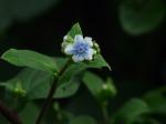 : - Adelocaryum coelestinum