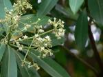 : - Alstonia macrophylla