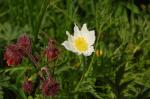 Alpen-Kuhschelle - Pulsatilla alpina subsp. alpina