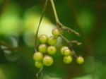 : - Ampelocissus latifolia