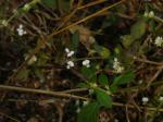 : - Pseudarthria viscida