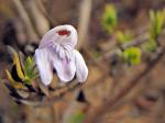 : - Clistax speciosus