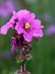 : - Diplusodon villosus