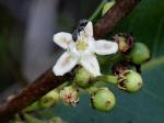 : - Erythroxylum campestre