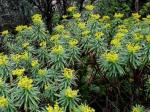 Baum-Wolfsmilch - Euphorbia dendroides