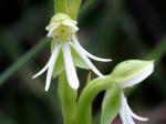 : - Habenaria juruenensis