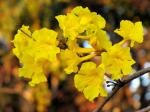 Goldtrompetenbaum - Handroanthus chrysotrichus