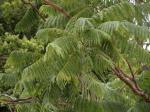 : - Jacaranda brasiliana