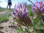 : - Astragalus adsurgens