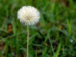: - Chaptalia nutans