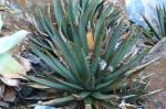 : - Agave arizonica