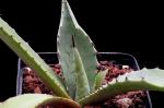 :-Agave durangensis
