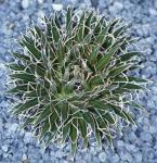 : - Agave multifilifera