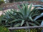 Pulqueagave-Agave salmiana