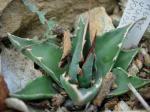 :-Agave utahensis subsp. kaibabensis