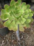 Gewelltblättriges Aeonium - Aeonium undulatum