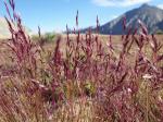 :-Calamagrostis breweri