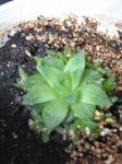 :-Haworthia cymbiformis var. cymbiformis