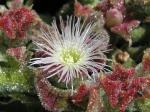 Eiskraut - Mesembryanthemum crystallinum
