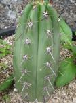: - Stetsonia coryne