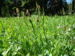 : - Carex raynoldsii