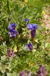 Kochscher Enzian - Gentiana acaulis