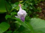 : - Asystasia dalzelliana