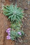 Madeira-Levkoje - Matthiola maderensis