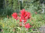 :-Castilleja miniata