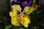 Garten-Stiefmütterchen - Viola wittrockiana