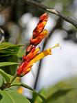 : - Sanchezia oblonga