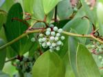 : - Smilax brasiliensis