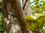 : - Anogeissus latifolia