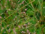 : - Eragrostis unioloides