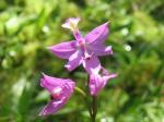 : - Calopogon tuberosus