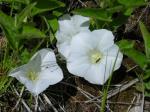 : - Calystegia spithamaea
